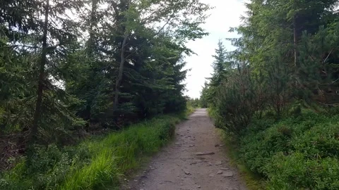 Hiking trail with spruce forest around Stock Footage 301543396
