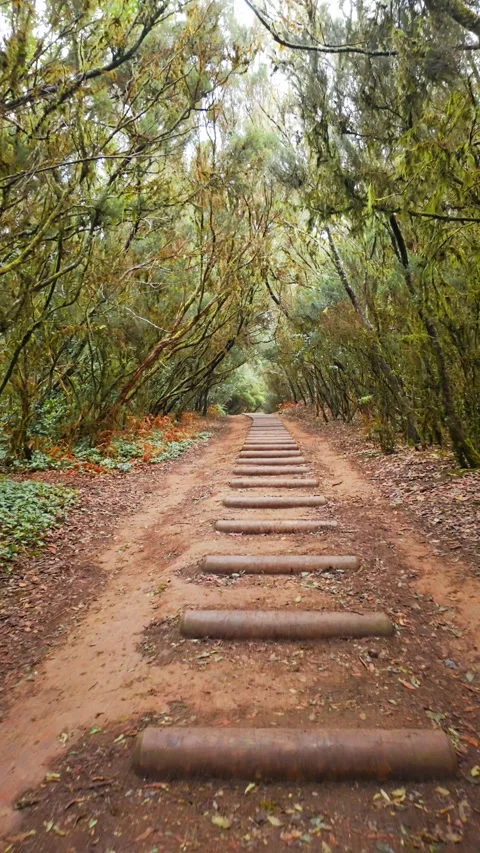 Hiking trail steps leading through lush forest Stock Footage 294289859