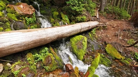 Hiking Trail with Stream and Log Bridge in Mount Rainier National Park, Washingt Stock Footage 332081575