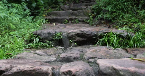 Hiking trail in summer forest Stock Footage 158592232
