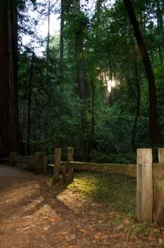 Hiking Trail with sun rays through redwood trees in Armstrong Redwoods State  Stock Photos