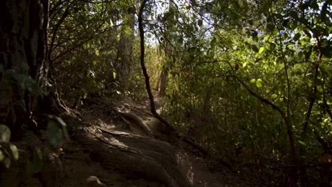 On a hiking trail, sunlight streams through the leaves of the trees, Spain Stock Footage 289294799
