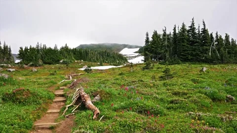 Hiking Trail Through Alpine Meadow in Spray Park, Mount Rainier National Park, U Stock Footage 332083045