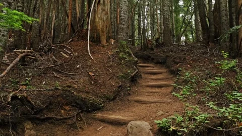 Hiking trail through a dense forest in the Pacific Northwest, leading to Spray P Stock Footage 332081380