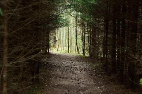 Hiking trail through the dense forest. Stock Photos