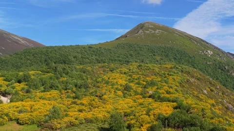 Hiking Trail Through Dense Green Forest With Vibrant Yellow Stock Footage 341249813