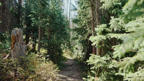 Hiking trail through a dense spruce forest point of view Stock Footage 348021978
