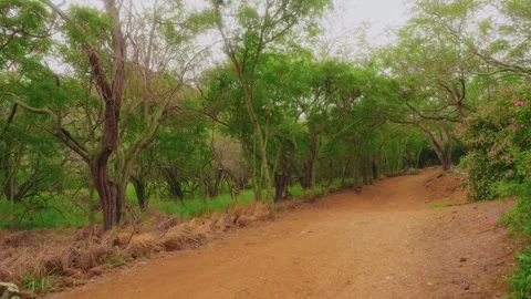 Hiking trail through the dry forest of Koko Crater Botanical Garden, Oahu, Hawai Stock Footage 325751335