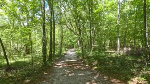 Hiking Trail through forest on bright summer day Stock Footage 316780870