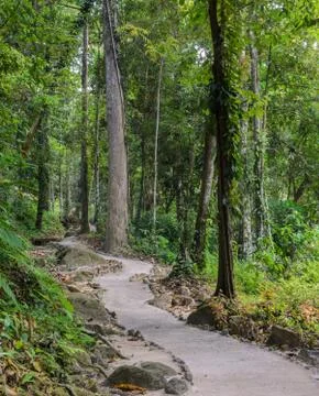 Hiking trail through the forest Stock Photos