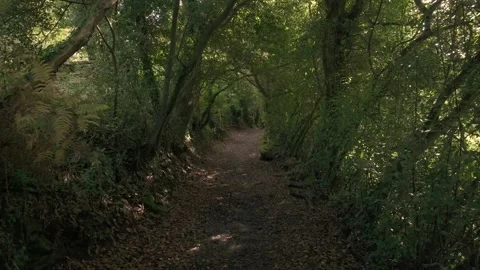 Hiking Trail Through Forest Trees At Sisalde In Arteixo. Dolly Shot Stock Footage 288192489