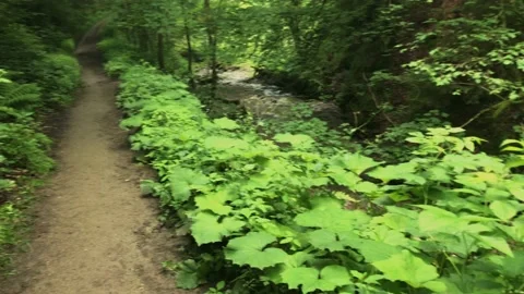 A hiking trail through the forest in Winterberg, Sauerland with the name: "Ca Stock Footage 157557121