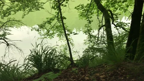 A hiking trail through the forest in Winterberg, Sauerland: "Canyons and brid Stock Footage 159014700