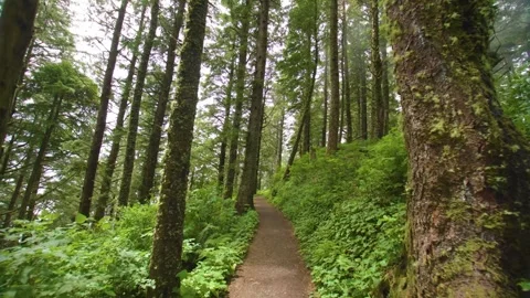 Hiking Trail Through Lush, Dense Forest at Cape Lookout State Park, Coastal Oreg Stock Footage 326709389
