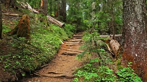 Hiking Trail Through Lush Old-Growth Forest on the Spray Park Trail in Mount Rai Vídeo Stock 332081163