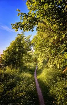  Hiking trail through the mixed forest at the Baltic Sea under blue sky. Meck Stock Photos