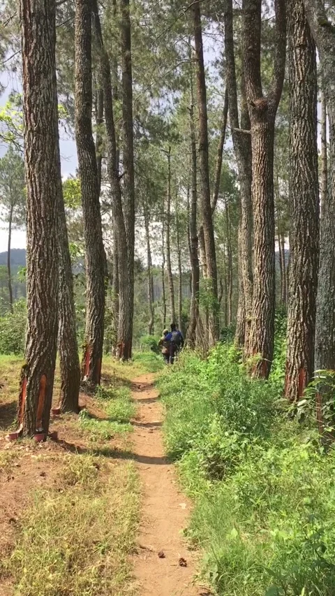 Hiking Trail Through a Pine Forest, Mount Ciharus, Garut, West Java, Indonesia. Видео 343918795