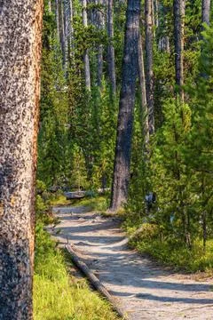 Hiking trail through pine forest in Yellowstone Stock Photos