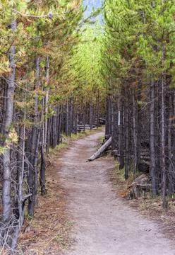 Hiking trail through pine forest in Yellowstone Stock Photos