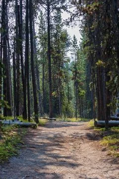 Hiking trail through pine forest in Yellowstone Stock Photos