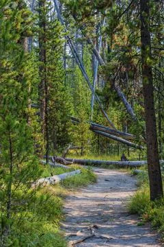 Hiking trail through pine forest in Yellowstone Stock Photos