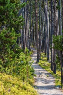 Hiking trail through pine forest in Yellowstone Stock Photos
