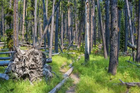 Hiking trail through pine forest in Yellowstone Stock Photos