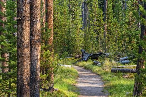 Hiking trail through pine forest in Yellowstone Stock Photos