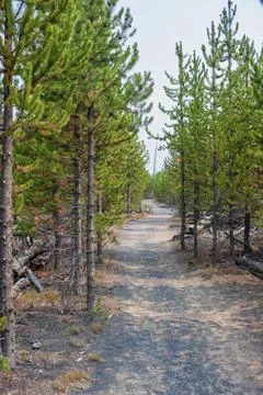 Hiking trail through pine forest in Yellowstone Stock Photos