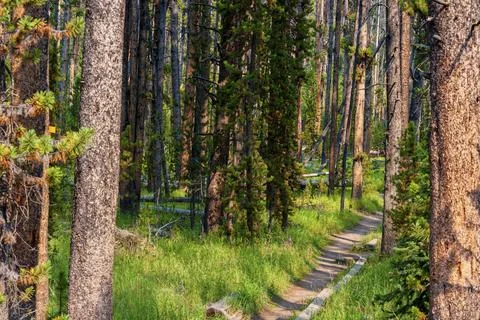 Hiking trail through pine forest in Yellowstone Stock Photos