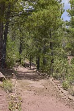 Hiking trail through pine forest in natural park of Teruel Spain 스톡 사진