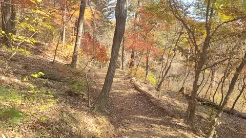 Hiking Trail Through a Quiet Forest with Red and Orange Autumn Foliage Video stock 321671327