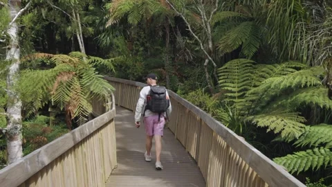Hiking on trail through rainforest interior, Cascades Kauri walk, New Zealand Video stock 287196686