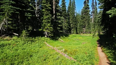 Hiking Trail Through Subalpine Meadow and Forest, Palisades Lakes Trail, Mount R Vídeo Stock 332090045