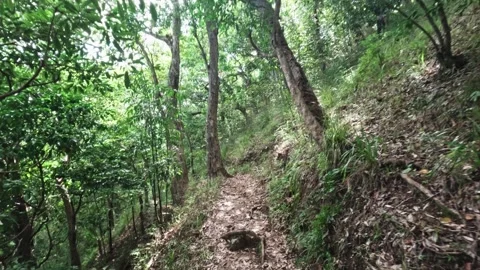 Hiking trail through a tropical forest in Fiji Stock Footage 336165215
