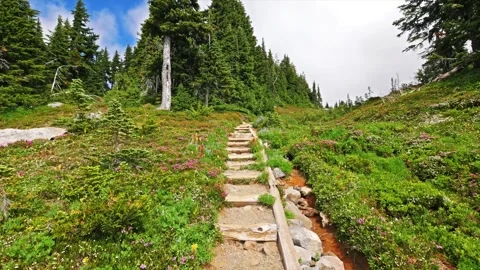 Hiking trail through vibrant subalpine meadows in Spray Park, Mount Rainier Nati Stock Footage 332082519