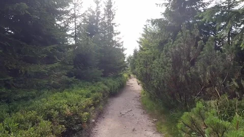 Hiking trail with trees around Stock Footage 302827416