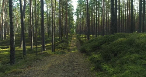 Hiking trail walking path in wild green pine forest moving backwards Stock Footage 139802094