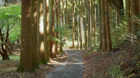 Hiking trail walking path in wild green pine forest in daytime without any .. Stock Footage 248778233