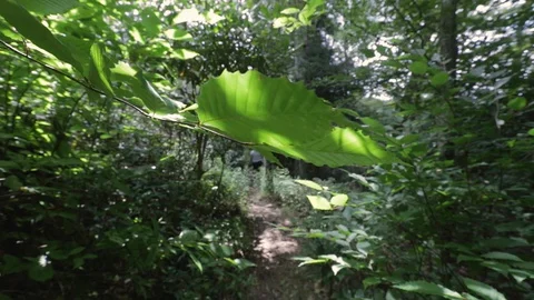 Hiking trail walking under branch in slow motion Stock Footage 128614341