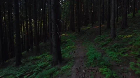 A hiking trail in a wild green pine forest moves backwards.Flight with drone 動画素材 222359072