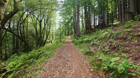 Hiking trail winding through Sonoma County redwoods Stock-Footage 336755301