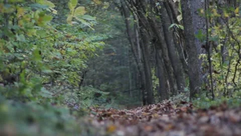 A hiking trail in the woods Stock Footage 8869134