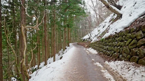 Hiking Trail in the Woods Stock Footage 242025355