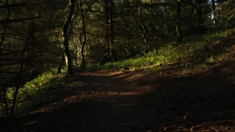 Hiking trail in the woods Stock Footage 341157172