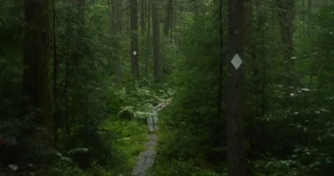 Hiking trail in woods in the rain Stock Footage 238881834