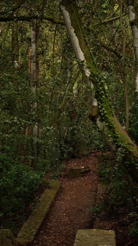 Hiking Trail Wrong Way Sign on Rock in Laurel Forest Stock Footage 333884231