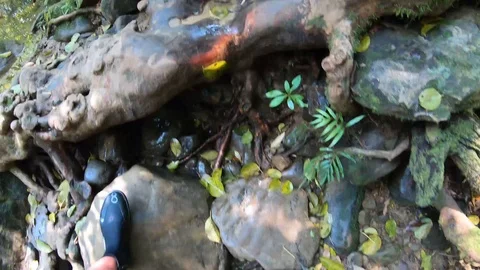Hiking a tropical forest. Stock Footage 107690477