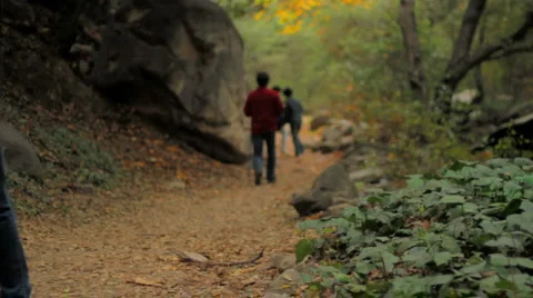 Hiking - A walk through the woods Stock Footage 1044527