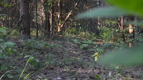 Hiking in the wild with a dog Stock Footage 87330854